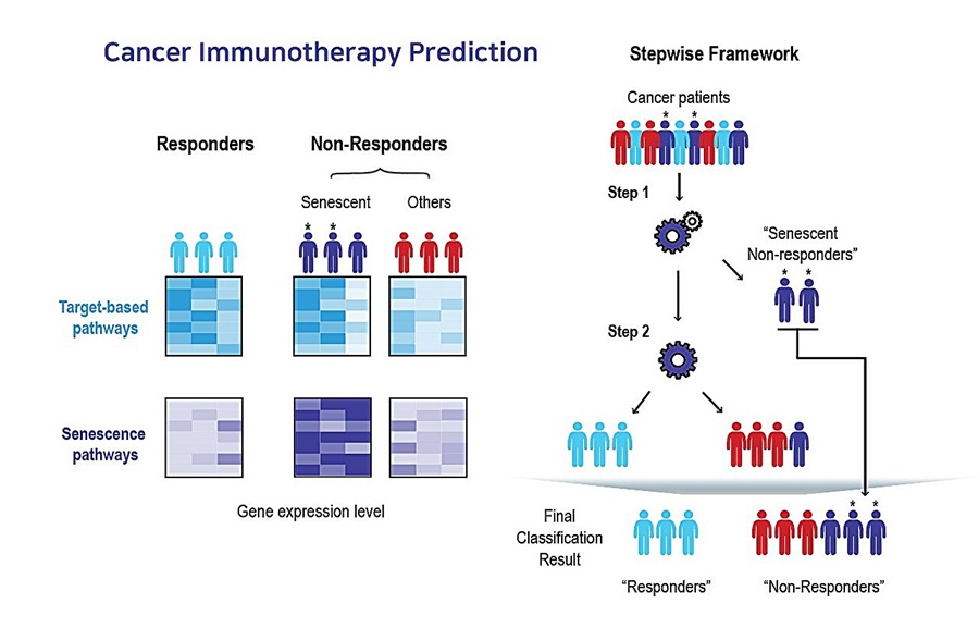Image: AI-Based Stepwise Prediction Framework for Immunotherapy Response: A Machine-Learning Approach for Predicting Responders and Non-Responders Based on Tumor Cell Senescence (Photo courtesy of POSTECH)
