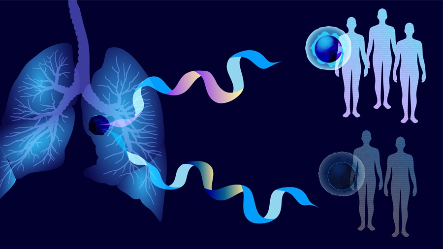 Image: New research shows that human lung cancers use a process called alternative RNA splicing to produce different versions (isoforms) of the immune-alarm gene STAT2, shown here as ribbons. Isoforms of STAT2 are associated with how well lung cancer patients respond to immunotherapy: an isoform that retains an extra segment called an intron (top ribbon) is found in patients who respond to anti-PD-L1, while an isoform without it (bottom ribbon) is found in nonresponders. These splicing signatures could one day help doctors predict, before treatment begins, which patients are most likely to benefit from immunotherapy. (Photo courtesy of The Jackson Laboratory) Image: New research shows that human lung cancers use a process called alternative RNA splicing to produce different versions (isoforms) of the immune-alarm gene STAT2, shown here as ribbons. Isoforms of STAT2 are associated with how well lung cancer patients respond to immunotherapy: an isoform that retains an extra segment called an intron (top ribbon) is found in patients who respond to anti-PD-L1, while an isoform without it (bottom ribbon) is found in nonresponders. These splicing signatures could one day help doctors predict, before treatment begins, which patients are most likely to benefit from immunotherapy. (Photo courtesy of The Jackson Laboratory)