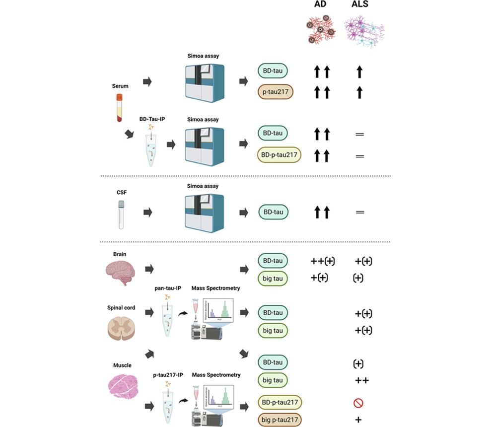 Image: Distinct tau isoform signatures in Alzheimer\'s disease and amyotrophic lateral sclerosis. (Abu-Rumeileh, S., Großkopf, H., Guthknecht, A. et al. Nature Communications, 2026. DOI: 10.1038/s41467-026-78390-3)