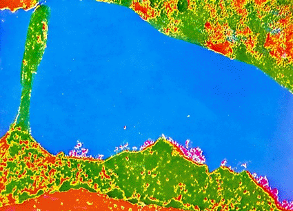 False-color transmission electron micrograph (TEM) of a human white blood cell, showing presence of an HLA antigen, which appears as uneven red areas on the exterior surface of the cell (Photo courtesy of CNRI / SPL).