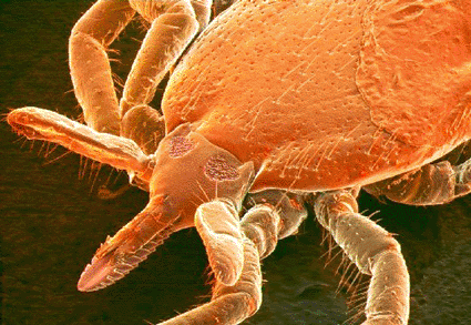 Image: Colored scanning electron micrograph (SEM) of a side view of the deer tick, showing the toothed proboscis mouthpart (Photo courtesy of David Scharf / SPL).