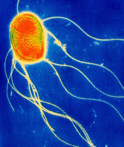 Image: Colored transmission electron micrograph of Salmonella enteritidis bacterium (Photo courtesy of A.B. Dowsett).