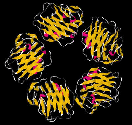 Image: The ribbon structure of C-reactive protein (Photo courtesy of Paul Ridker).