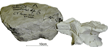 Image: The unprepared plaster jacket containing the original dinosaur fossil next to a 3D printed piece. (Photo courtesy of Radiology/RSNA).