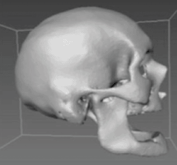 Image: Cranium image reconstructed from CT scans (Photo courtesy of the North Carolina State University).