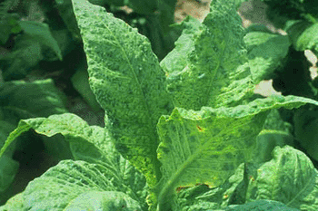 Image: The typical mosaic pattern on flue-cured tobacco leaves infected with Tobacco mosaic virus (Photo courtesy of H.D. Shew).