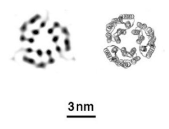 Image: X-ray free-electron lasers (XFELs) can create images (left) that accurately reflect the known structure of proteins determined by conventional methods (right), in this case, three bacteriorhodopsin proteins (Photo courtesy of DOE/Pacific Northwest National Laboratory).