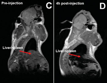 Image: Whole body images of a mouse before and after nanoparticles injections. Signal loss in the liver and the spleen due to the accumulation of iron from the nanoparticles is indicated by the red arrows. (Photo courtesy of Imperial College London).