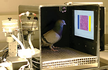 Image: The pigeons’ training environment, with a food pellet dispenser and a touch-sensitive screen with yellow and blue selection buttons (Photo courtesy of UCD).