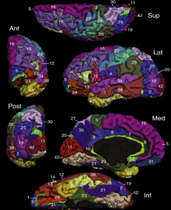 Image: The Destrieux atlas shows the manual parcellation and the anatomical regions of one hemisphere of the human brain (Photo courtesy of Dr. Lena Palaniyappan).