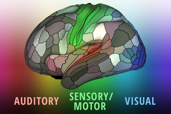 Image: The landscape of the cerebral cortex (Photo courtesy of Matthew Glasser/ Eric Young, WUSTL).