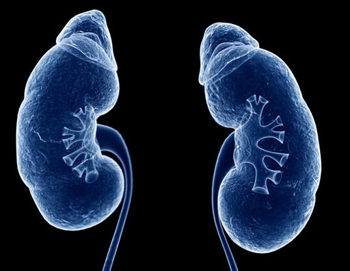 Image: A new study suggests intravenous contrast media used in CT is not linked to increased risk of acute kidney injury (Photo courtesy of News Medical).