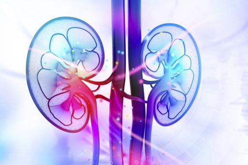 Image: Researchers used MRI-DTI to detect the abnormal perfusion in kidneys, and predict the risk of renal fibrosis (Photo courtesy of Osaka University).