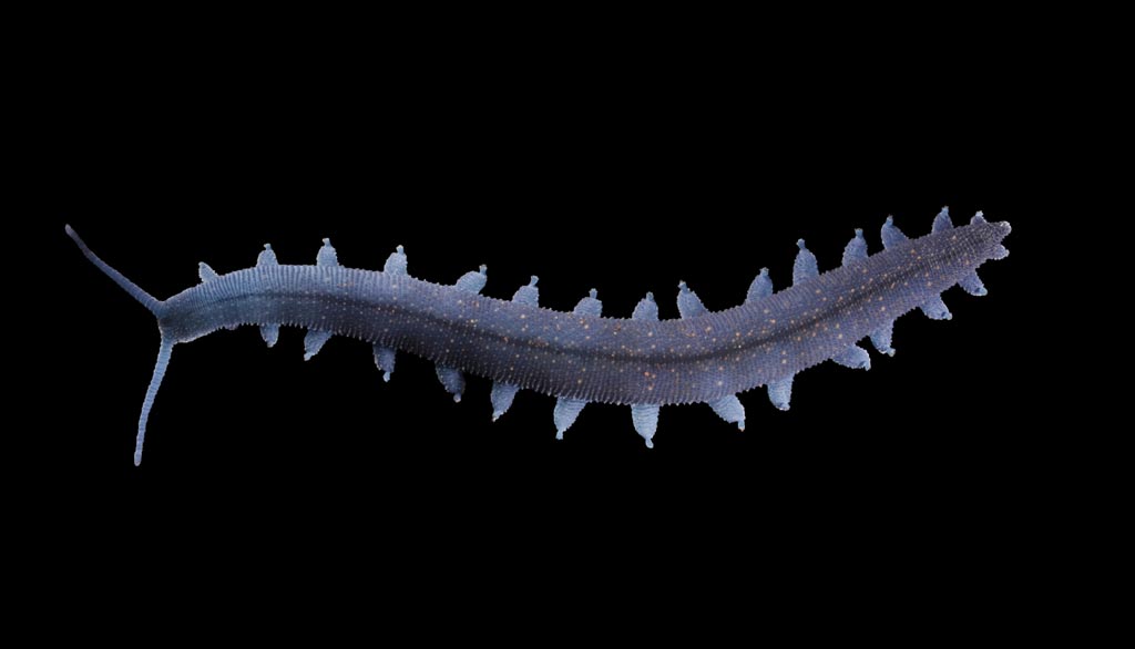 Image: A Nano-CT image of the legs of velvet worm (Photo courtesy of de Sena Oliveira / University of Kassel).