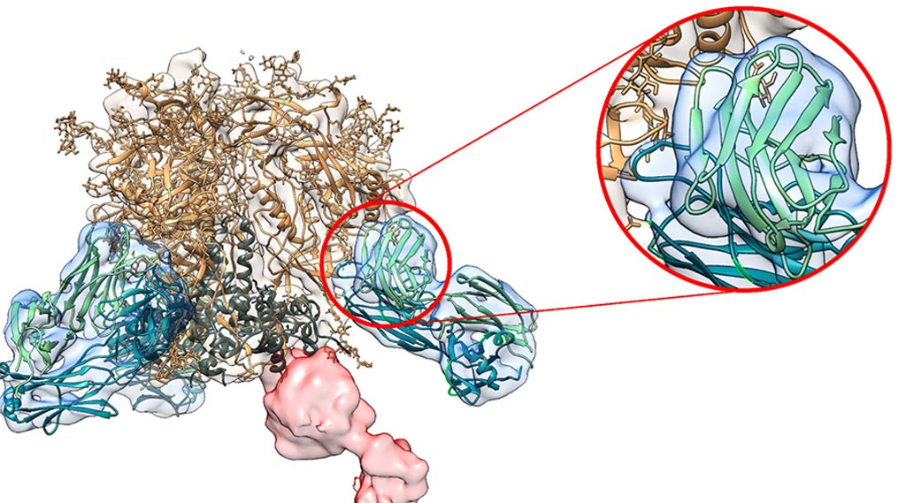 Image: With the new method, the researchers were able to image polyclonal antibody/HIV envelope complexes at a resolution of 4.7 angstroms. At this resolution, the researchers discovered that in rabbits, antibodies specific to a vulnerable site on HIV\'s outer glycan layer (blue shapes) are structurally highly convergent and closely resemble a previously isolated monoclonal antibody (green and teal ribbons) (Photo courtesy of Dr. Lars Hangartner, Scripps Research Institute).