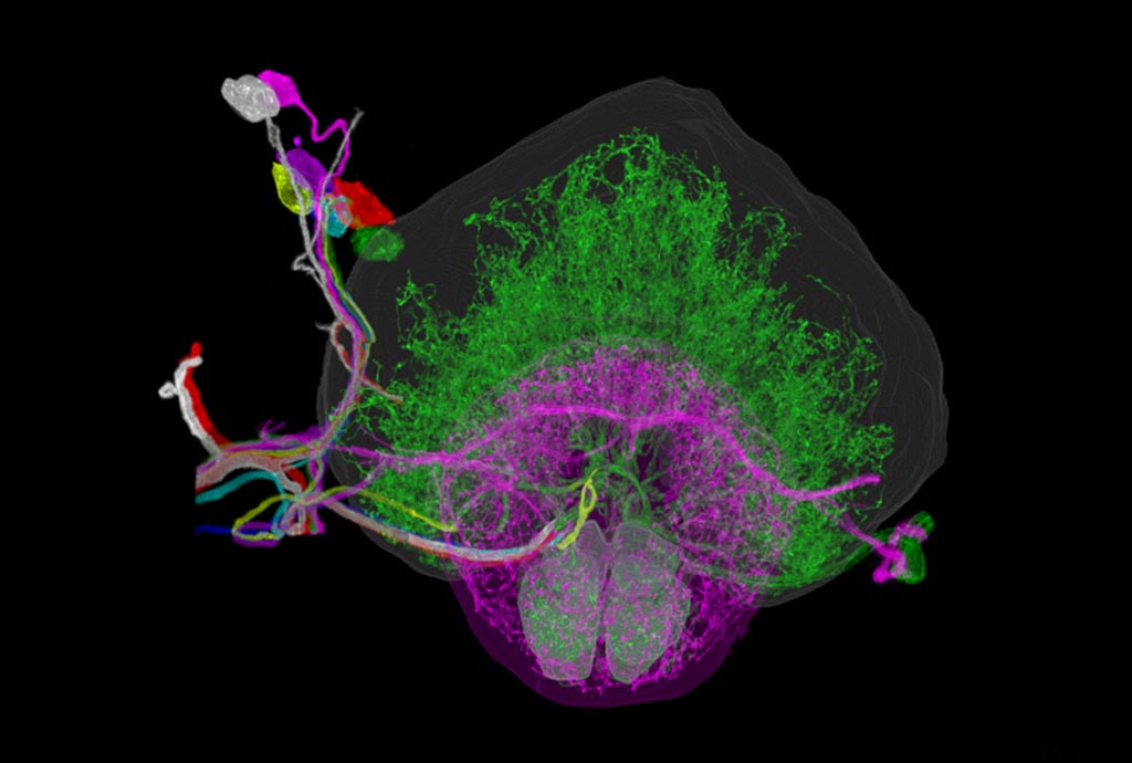 Image: The right hemisphere of a fruit fly brain (Photo courtesy of MIT).