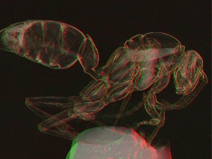 Image: Overlay of retrieved X-ray differential phase (gradient) image with attenuation and phase image of a wasp from a single-shot X-ray phase imaging system (Photo courtesy of Mini Das/University of Houston)