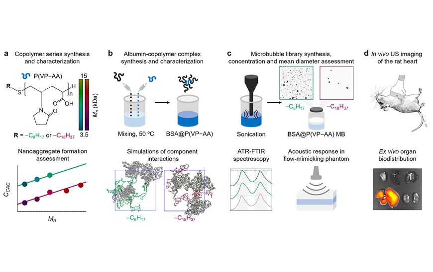 Image: Experimental design of the study (Photo courtesy of Tatiana Estifeeva et al./Biomaterials Advances)