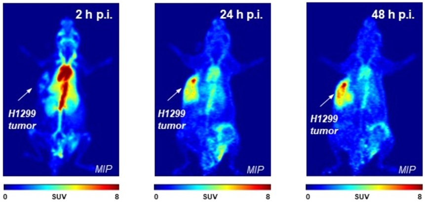 Images of the PET imaging experiments (Photo courtesy of Molecular Pharmaceutics 2024, 21, 11, 5797-5806)