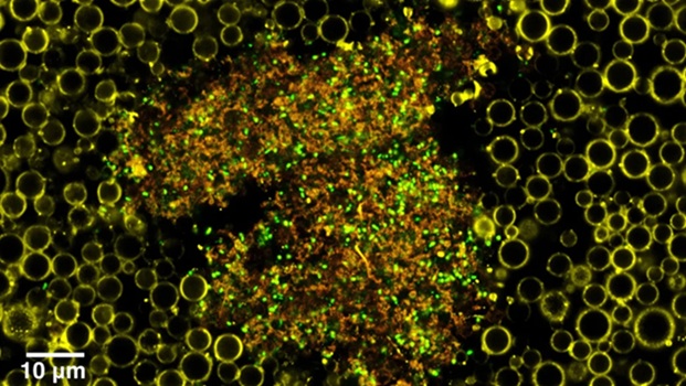 Image: Nanodroplets blown up into nanobubbles (Photo courtesy of University of Oxford)