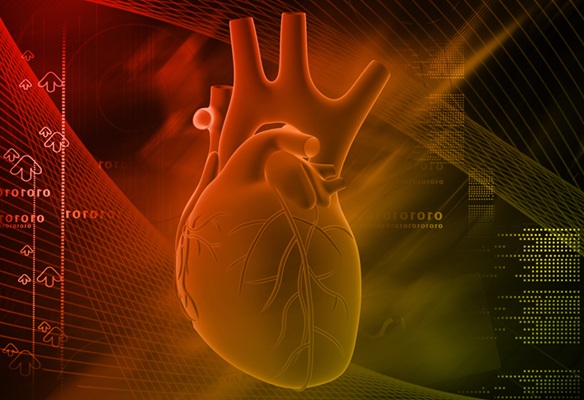 Image: The left ventricle mass has been found to be a clear indicator of future risk of cardiovascular disease (Photo courtesy of 123RF)