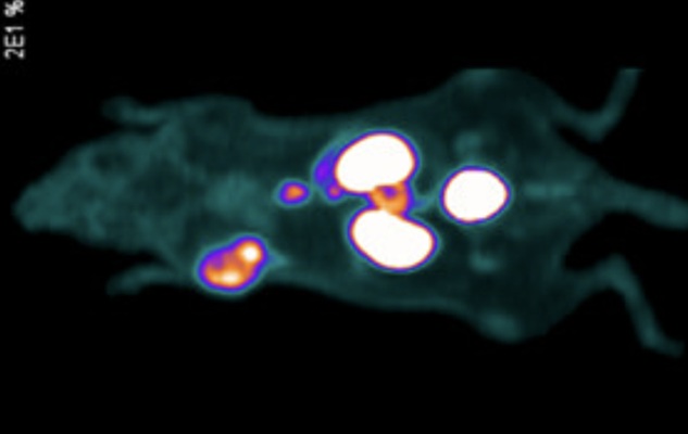 Image: The chemists tested the tracer on mice with human tumor implants (Photo courtesy of UBC)