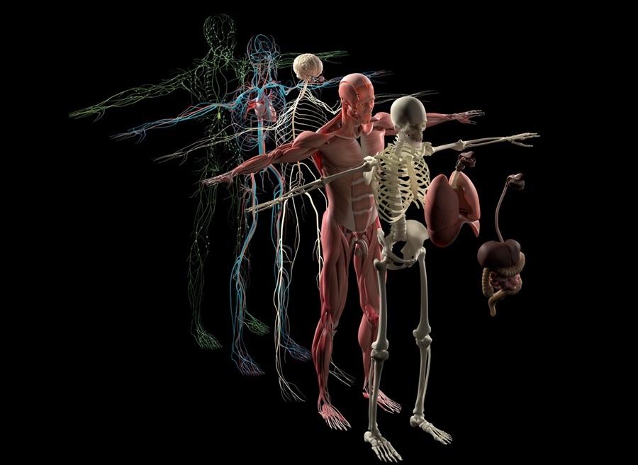 Image: The hybrid ultrasound and photoacoustic imaging system captures 3D views of tissue and blood vessels (Photo courtesy of iStock)