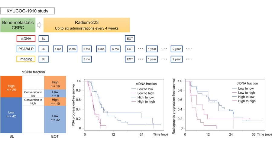 Graphical Abstract: Changes in circulating tumor DNA during Ra-223 treatment reflect disease course in patients with bone-metastatic castration-resistant prostate cancer. (Image created by Masaki Shiota et al., Kyushu University, Fukuoka, Japan) Graphical Abstract: Changes in circulating tumor DNA during Ra-223 treatment reflect disease course in patients with bone-metastatic castration-resistant prostate cancer. (Image created by Masaki Shiota et al., Kyushu University, Fukuoka, Japan)