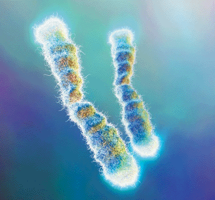 Image: Computer artwork of two chromosomes highlighted where the telomeres are located (Photo courtesy of Hybrid Medical Animation).