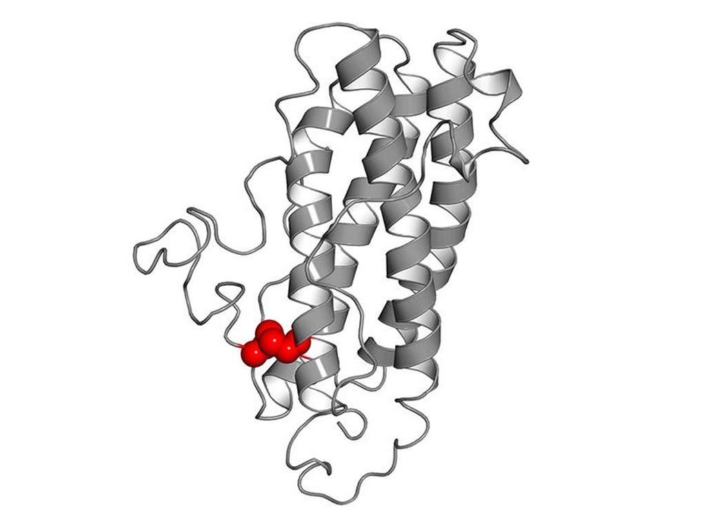 Image: Modified human interleukin-27-alpha. Inspired by the murine interleukin-27-alpha, one amino acid has been exchanged, enabling the formation of a disulfide-bridge (marked in red) (Photo courtesy of Dr. M. Feige, Technical University of Munich). Image: Modified human interleukin-27-alpha. Inspired by the murine interleukin-27-alpha, one amino acid has been exchanged, enabling the formation of a disulfide-bridge (marked in red) (Photo courtesy of Dr. M. Feige, Technical University of Munich).