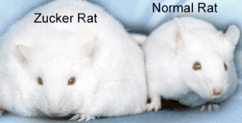 Imagen: Una rata obesa diabética Zucker (ZDF) en comparación con una rata de laboratorio normal (Fotografía cortesía de médico, Japón).