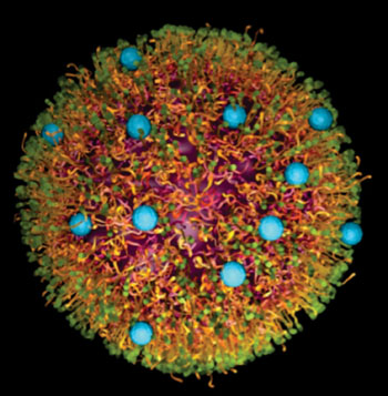 Diagrama de una nanopartícula cargada con medicamento en el núcleo (púrpura) y un marcador colorante específico en la superficie de la partícula (puntos azules) (Fotografía cortesía de JCSM/SmartDyeLivery). Diagrama de una nanopartícula cargada con medicamento en el núcleo (púrpura) y un marcador colorante específico en la superficie de la partícula (puntos azules) (Fotografía cortesía de JCSM/SmartDyeLivery).