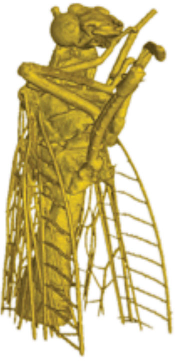 Imagen: Una imagen en 3D de una mosca, obtenida mediante una nueva técnica de imágenes con rayos X (Fotografía cortesía de Nature Communications y LMU).