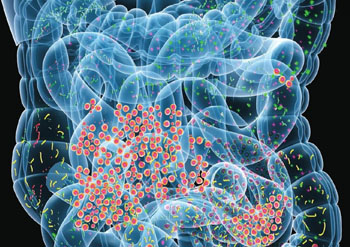 Imagen: El microbioma intestinal cambia dramáticamente durante la hospitalización en la UCI (Fotografía cortesía de la Facultad de Medicina de la Universidad de Colorado).