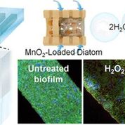 Imagen: las diatomeas impulsadas por H2O2 pueden alterar las colonias de biopelículas (Fotografía cortesía de la ACS).