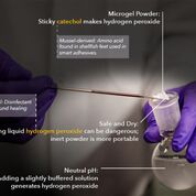 Imagen: Un estudio nuevo afirma que un microgel en polvo puede desinfectar las heridas (Fotografía cortesía de la MTU).