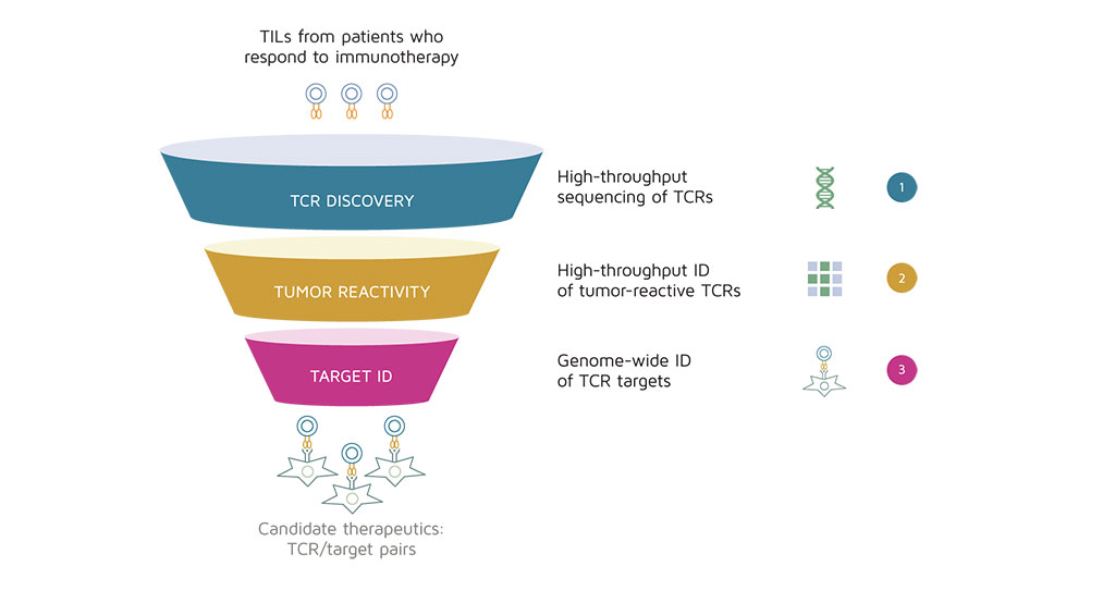 Imagen: Descubrimiento de objetivos precisos de células T en pacientes convalecientes de COVID-19 para ayudar a desarrollar vacunas y diagnósticos (Fotografía cortesía de TScan Therapeutics)