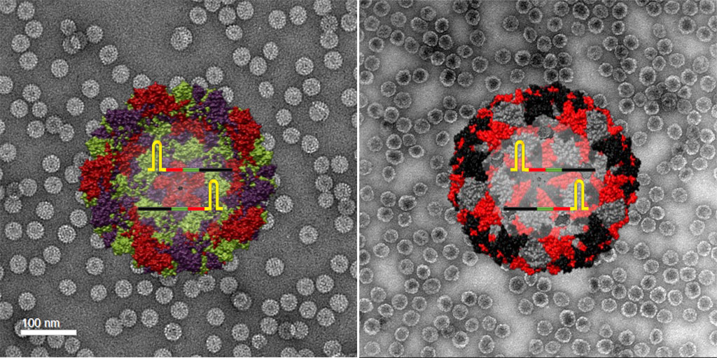 Imagen: Ilustración e imagen TEM del control positivo de SARS-CoV-2 elaborado a partir de nanopartículas a base de virus de plantas (izquierda) y nanopartículas de bacteriófagos (derecha) (Fotografía cortesía de Soo Khim Chan / ACS Nano)