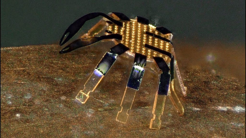 Imagen: Más pequeño que una pulga, el cangrejo robótico puede caminar, doblarse, girar, retorcerse y saltar (Fotografía cortesía de la Universidad Northwestern)
