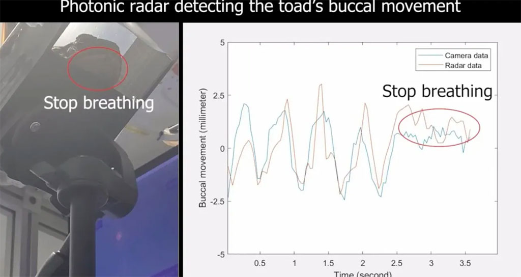 Imagen: Configuración experimental para monitorear la respiración del sapo de caña con radar fotónico (Fotografía cortesía de la Universidad de Sydney)