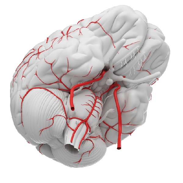 Imagen: La primera tecnología de imagen intravascular se ha diseñado específicamente para el cerebro (foto cortesía de 123RF)