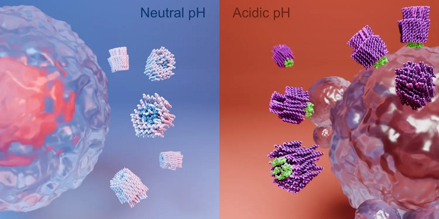 Imagen: El arma del nanorobot solo puede exponerse en el entorno ácido presente en y alrededor de un tumor sólido. (Foto cortesía del Instituto Boxuan Shen/Karolinska)