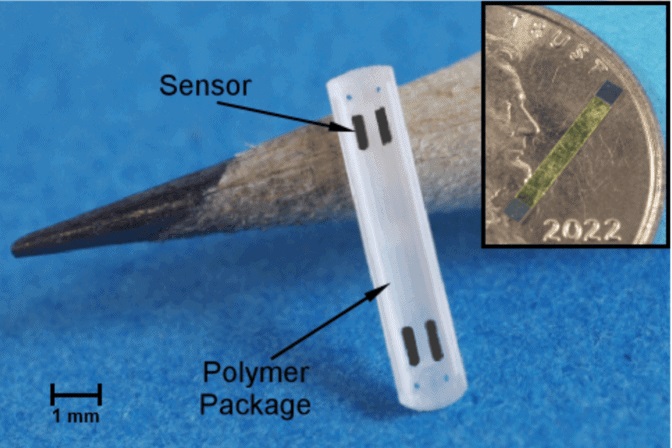 Imagen: El sensor magnetoelástico encapsulado en la estructura de polímero impresa en 3D (foto cortesía de Nambisan et al., 2024/Universidad de Michigan)