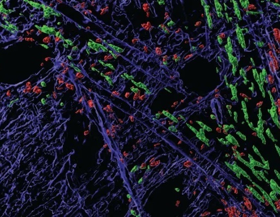 Imagen: Esta representación de microscopía intravital proporciona una vista 3D del tejido implantado con biomaterial e inhibidores metabólicos (foto cortesía de Axel Schmitter-Sánchez/MSU)