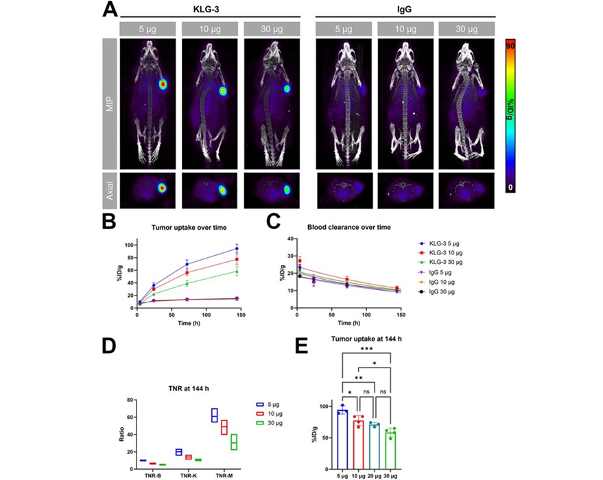 Imágenes in vivo del modelo de xenoinjerto de MG U-87 con diferentes dosis de masa de KLG-3 marcado con 89Zr o control de isotipo (foto cortesía de L Gajecki et al.; doi.org/10.2967/jnumed.124.268762)