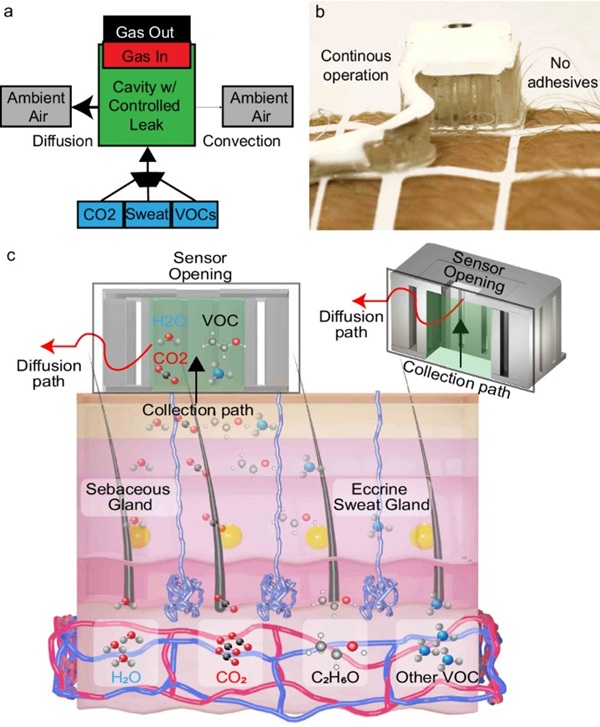 Imagen: las emisiones gaseosas (azul) originadas por la piel son capturadas por una cavidad DBGS (verde) (Foto cortesía de las comunicaciones de Nature Communications, DOI:10.1038/s41467-025-59629-x) Imagen: las emisiones gaseosas (azul) originadas por la piel son capturadas por una cavidad DBGS (verde) (Foto cortesía de las comunicaciones de Nature Communications, DOI:10.1038/s41467-025-59629-x)