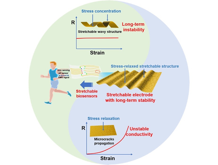 Imagen: la microestructura híbrida del sensor mejora la estabilidad del biosensor estirable (eScience, DOI: 10.1016/j.esci.2024.100327) Imagen: la microestructura híbrida del sensor mejora la estabilidad del biosensor estirable (eScience, DOI: 10.1016/j.esci.2024.100327)