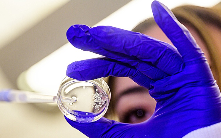 Imagen: Las cápsulas de células implantadas están diseñadas para liberar IL-2 durante aproximadamente una semana, después de lo cual la actividad disminuye (Fotografía cortesía de Jeff Fitlow/Universidad Rice)