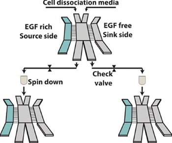Imagen: Esquema del dispositivo de microfluidos que clasifica las células de cáncer agresivas (Fotografía cortesía del laboratorio Reinhart-King).