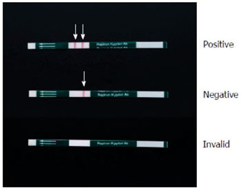 Imagen A: La varilla de anticuerpos contra Helicobacter pylori, Rapirun (“Rapirun Helicobacter pylori Antibody Stick”). La muestra de orina es considerada positiva cuando se observan dos bandas rojas en la línea de análisis y de control (flechas), después de 15 minutos y es considerada negativa cuando solo se observa la línea control. La ausencia de una línea control indica un resultado inválido (Fotografía cortesía de Duc T Quach).